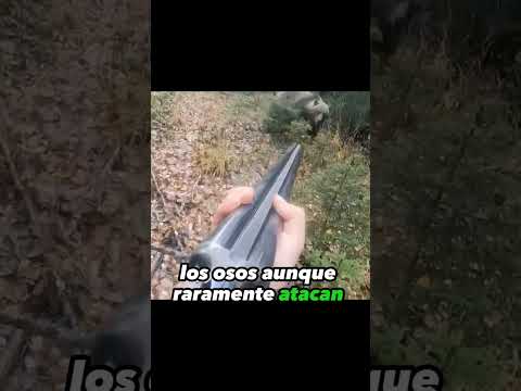 Animales que pueden Matar a un Gorila 🦍 #curiosidades