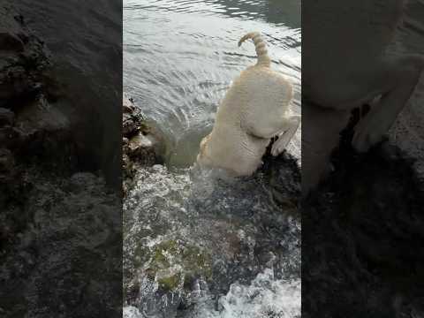 This Labrador Went Headfirst Between the Rocks and Straight Underwater