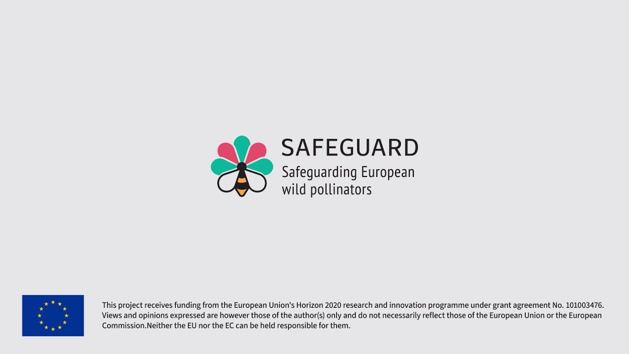 Safeguarding European wild pollinators: The Safeguard project