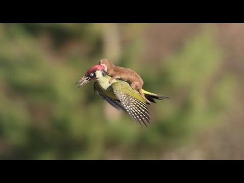 Weasel Photographed On Flying Woodpecker's Back