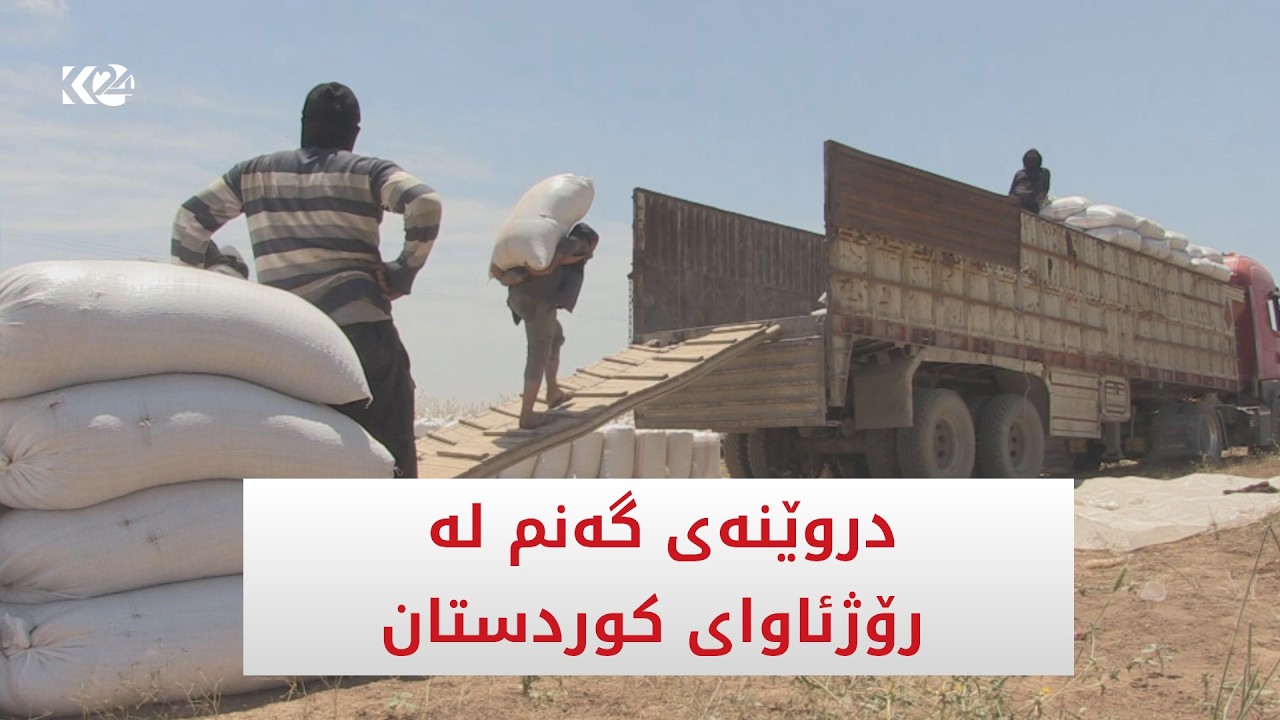 ڤیدیۆ | دروێنەی گەنم لە رۆژئاوای کوردستان دەستیپێکرد