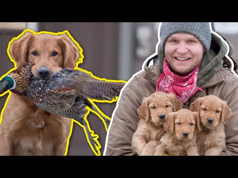 A DOGS DESTINY- The Golden Retriever