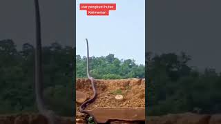Download lagu penghuni hutan Kalimantan sangat mengerikan#kalimantan #borneo mp3