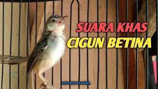 Download lagu Suara Khas Ciblek Gunung Betina Memanggil Jantan | Cigun Betina Gacor mp3