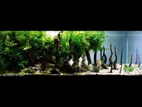 САМЫЕ КРАСИВЫЕ АКВАРИУМЫ. АКВАСКЕЙП (часть1). The most beautiful aquariums. Aquascape