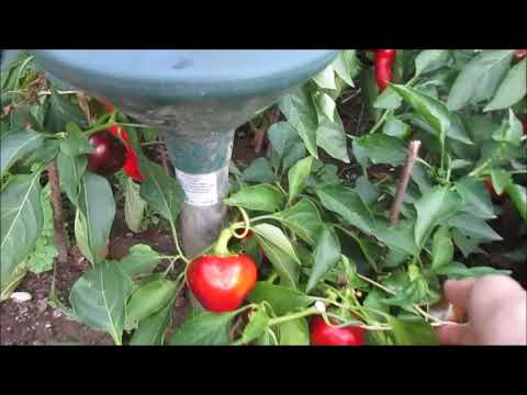 Gartenrundgang zum Sommerende Ende August