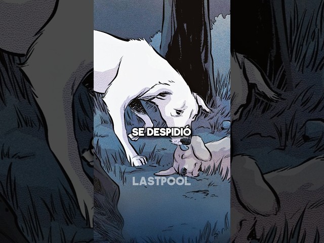 Vídeo relacionado con Collar de Perro Clip de plástico Marvel Retro Comic Paneles Negro Amarillo 18 a 32 Pulgadas 1.5 Pulgadas de Ancho