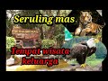 Burung Elang Vs Harimau