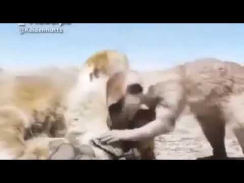 kapere ka bugongi🤣🤣🤣🤣