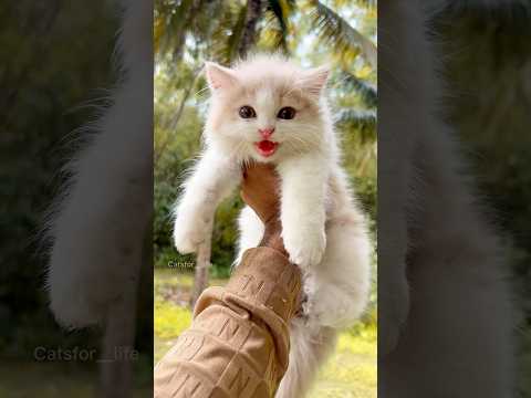 Kitten meowing 😻 | Cat sound | Cat video | Cat Voice | Cat | Persian cat sound | Persian Cat | Cats