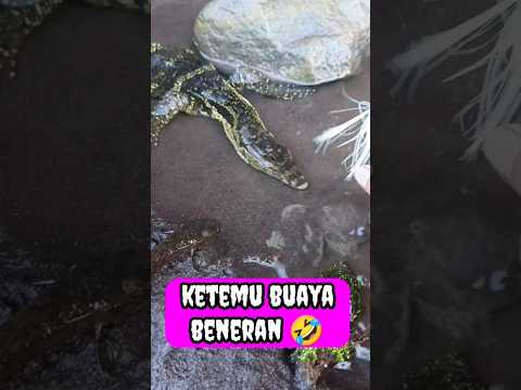 channa limbata,channa limbata jumbo,channa limbata galak,IKAN CHANNA #shorts #channa #limbata #viral