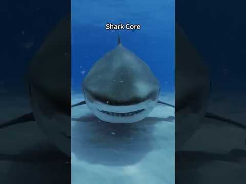 Shark Core. 🦈🦈#shark #seaanimals #wildlife #funnypets #cuteanimal #aquarium #cute