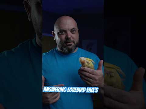 Answering your Lovebird FAQ’s #parrot