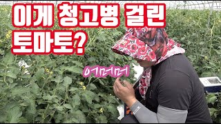 청고병을 이겨낸 토마토 논산 충대농약사에서 관리하면 역시 남 달라!! 농약사의 하루 그 마지막 이야기!! 이…