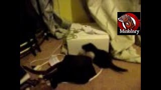 Little blue kit and That'e' playing in my room