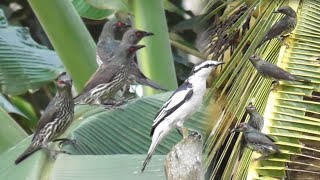 Download lagu Most of the Mikat were found in front of Pure until they were ganged up on repeatedly mp3