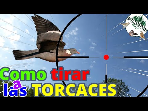 🎯​ Como 𝘿𝙄𝙎𝙋𝘼𝙍𝘼𝙍 a las PALOMAS TORCACES...🕊️​🕊️🕊️​​
