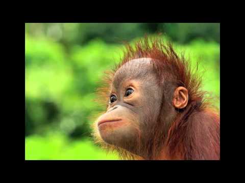 Wild Borneo! Sabah Malaysia HD
