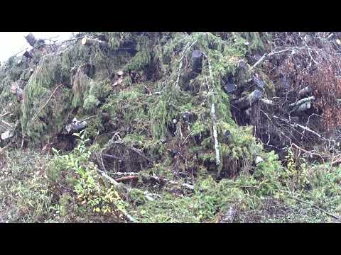 Törkeen hyvä hinta risusta