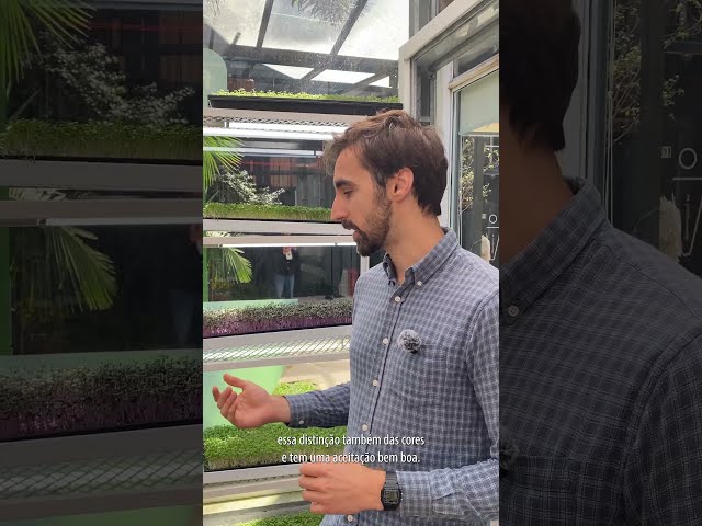 Microverdes: Ciclo Rápido e Alta Aceitação no Mercado Gourmet 🌱