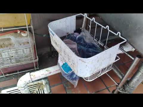 Business Has an Issue with Fruit Flies in Brielle, NJ