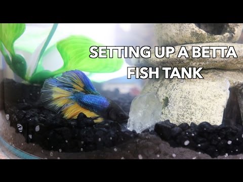 HOW TO: SET UP A BETTA FISH TANK