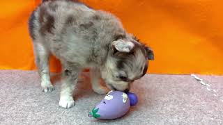 チワワ（ロング）の動画01