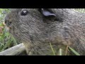 Guinea Pig Sounds PLAY THIS TO YOUR GUINEA PIGS AND LAUGH