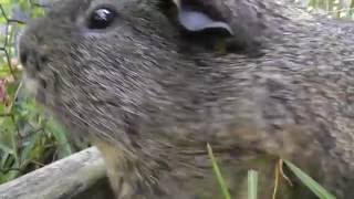 Guinea Pig Sounds | PLAY THIS TO YOUR GUINEA PIGS AND LAUGH
