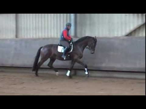 Trakehner Hengst von Kentucky aus der Pr.ST. Loreley von Tambour