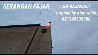 Download lagu TANDA SETTING VOLUME SUDAH OK. SP. RAJAWALI mp3