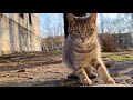 Three Cute Tabby Gray Cats Want To Eat And Say Something To Me