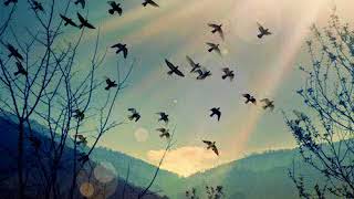 NİLİPEK Gökyüzü Dökülür... Enfes Yorum