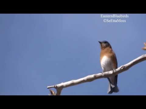 Male Eastern Bluebirds Competing (pt 2)