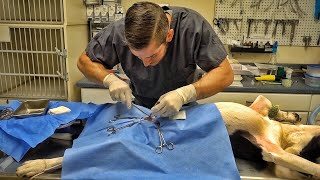 This Dog Has a VERY Weird Problem...