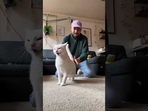 #cat #funny #happycats #catmemes #music #memes #trending #trendingshorts #new #reels #ad#YRH