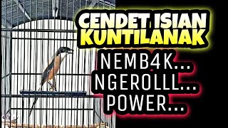 Download lagu Cendet isian Kuntilanak ngeroll gacor_ @sultanakbar mp3