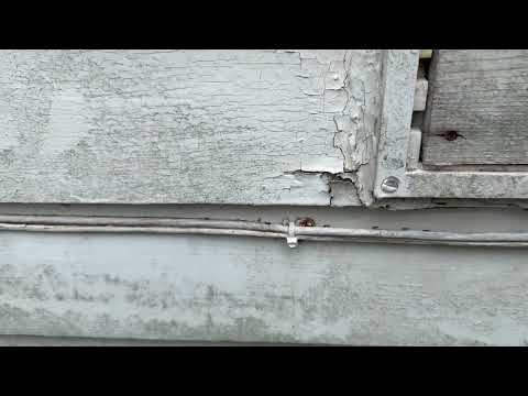 Ants Marching Along the Utility Wire in Raritan, NJ