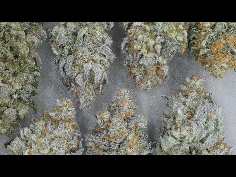 How To Pick Strains to Grow - 7 Factors to Avoid when Choosing the Best Cultivars