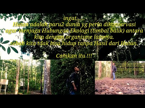 Taman Wisata Alam Gunung Meja (TWAGM) Manokwari Papua barat.