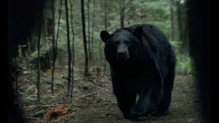 BACKCOUNTRY BEAR ATTACK SCENE