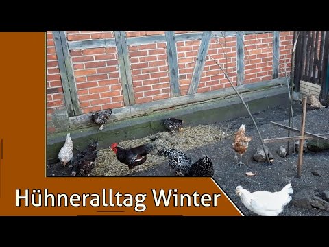 Hühneralltag im Winter