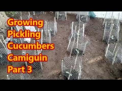 Growing Pickling Cucumbers Camiguin Part 3