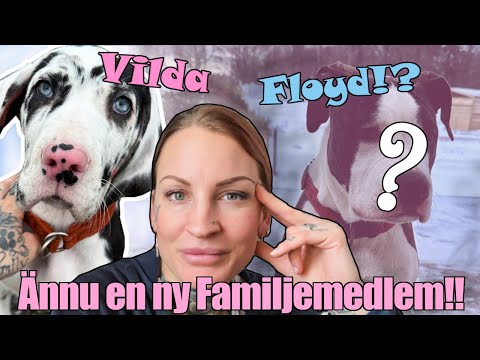 EN VALP TILL!!? || Vlogg