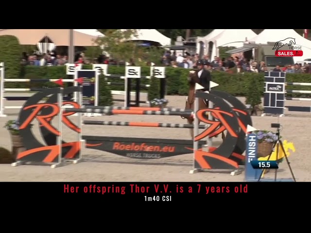 Mother is the famous breeding mare Kigie V.V.