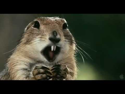 Furry Vengeance Trailer