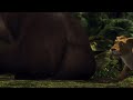 The Wild Mama Hippo S Butt Crushing Attempts HD