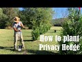 How to plant Green Giant Thuja Privacy Hedge Planting