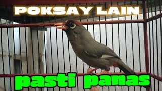 Download lagu suara poksay Mandarin gacor ampuh terbukti mampu bikin poksay Mandarinmu gacor seketika mp3