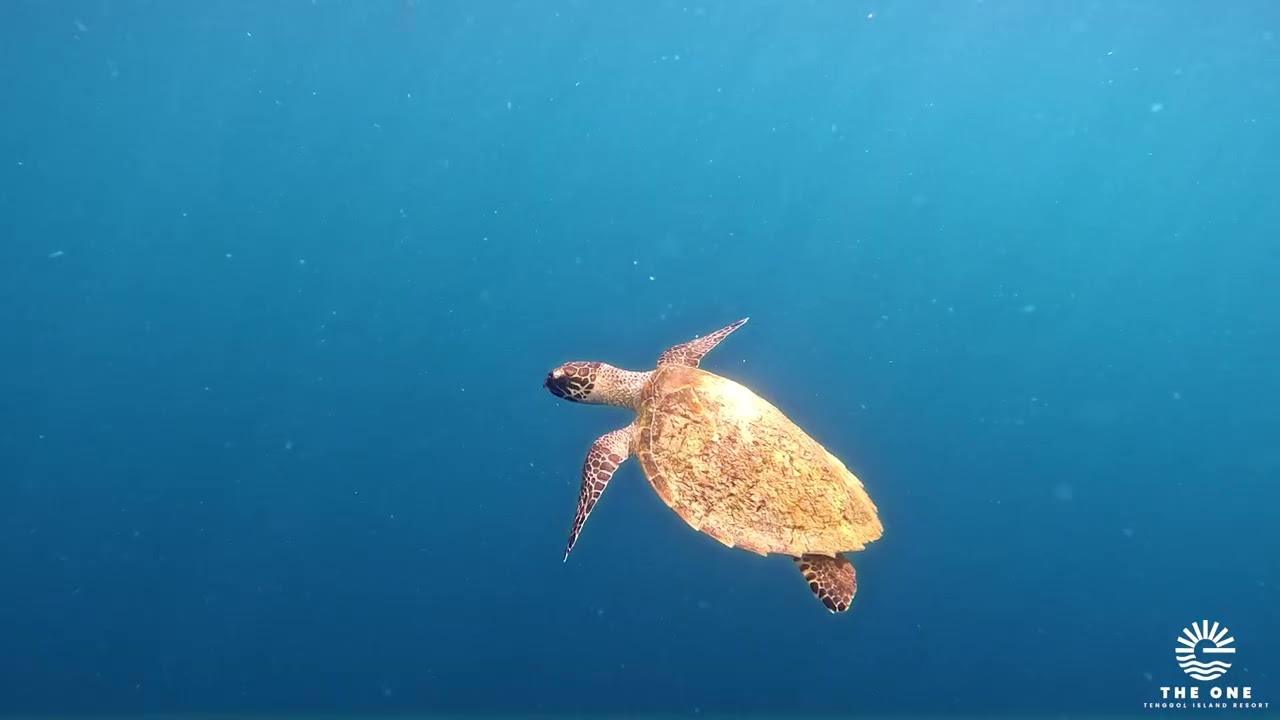 Freedive in Crystal Clear Waters of Tenggol Island